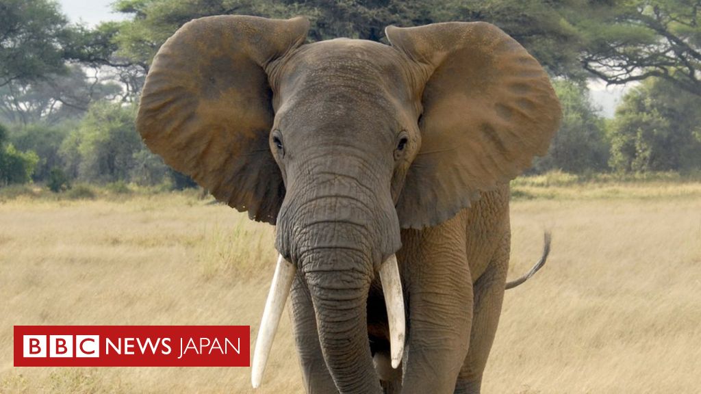 アフリカのゾウ 絶滅の危機に 密猟と生息地の減少で cニュース