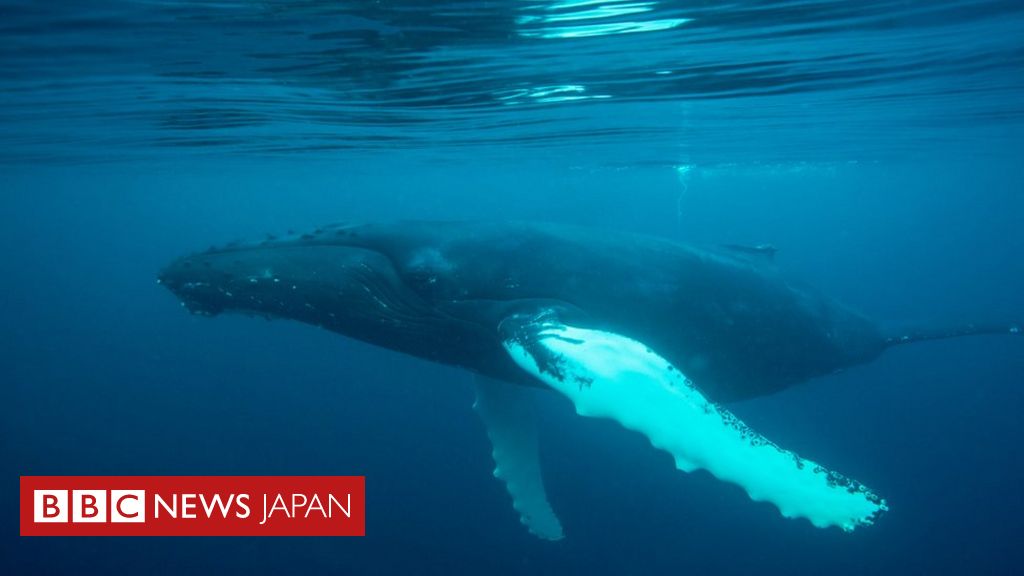 日本 商業捕鯨を再開へ 来年7月から Bbcニュース