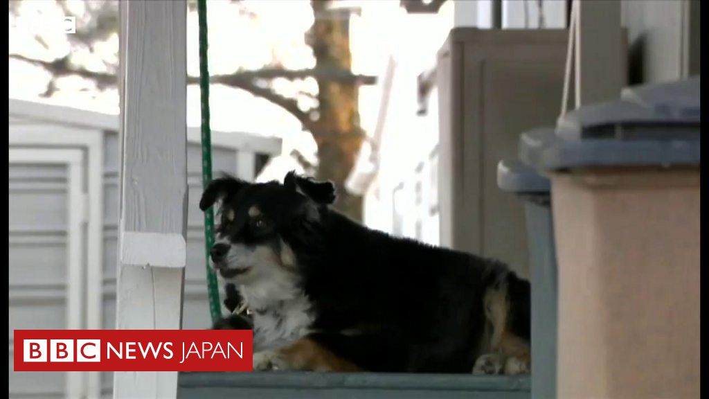 犬が遺産5億円を相続 毎月の世話代に アメリカ cニュース