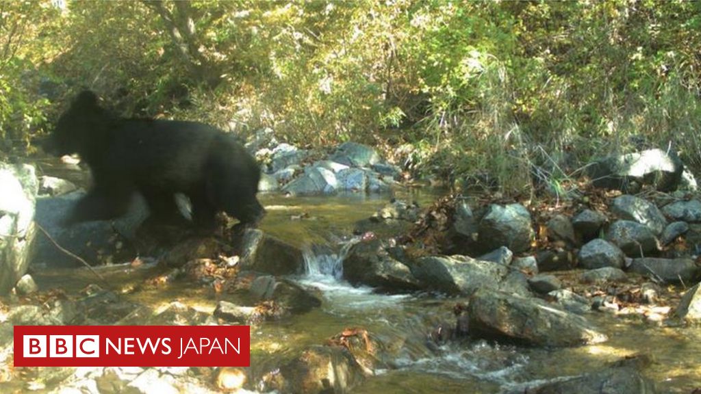 南北軍事境界は「絶滅危惧種」の楽園 自然が手付かずのまま - BBCニュース