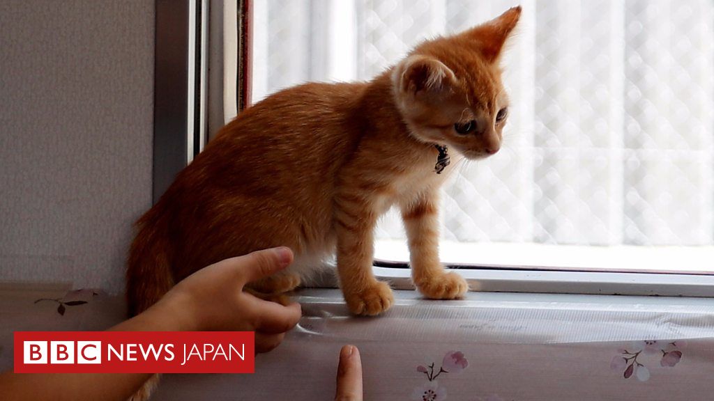 日本のねこカフェ列車にようこそ 保護活動の推進に cニュース