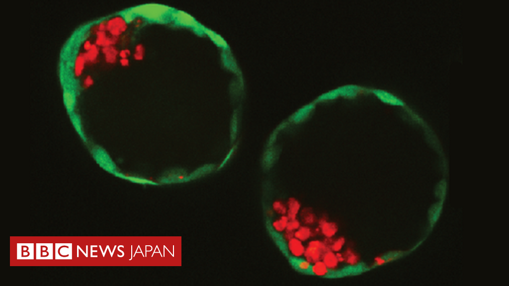 精子と卵子以外の細胞から 合成胚 作製 オランダの科学者チーム Bbcニュース