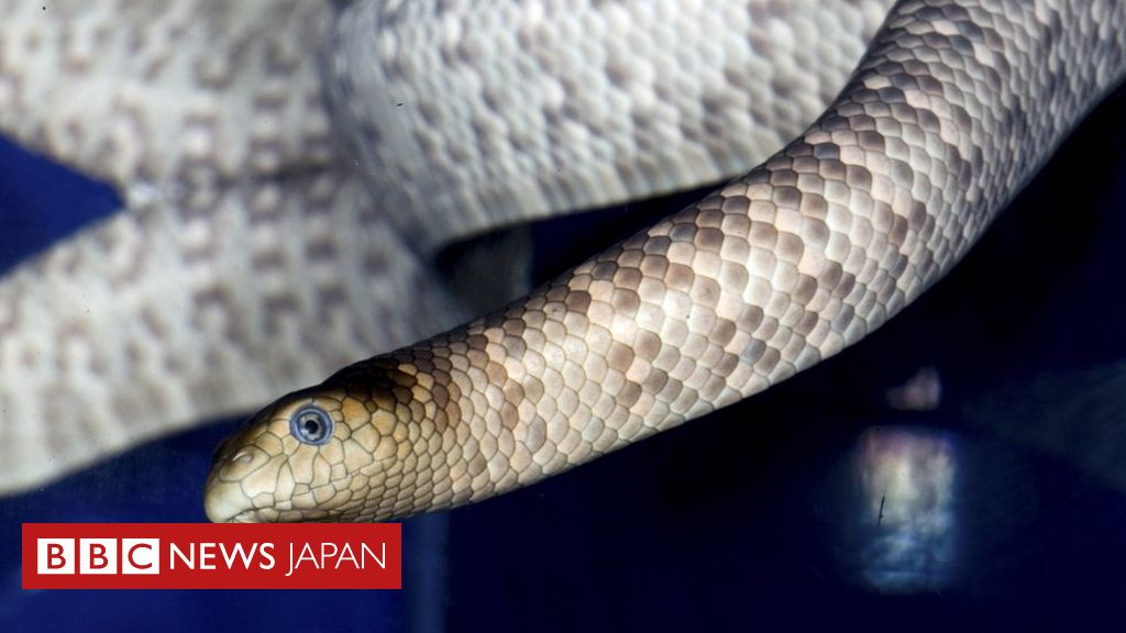 英男性 ウミヘビにかまれて死亡 オーストラリア cニュース