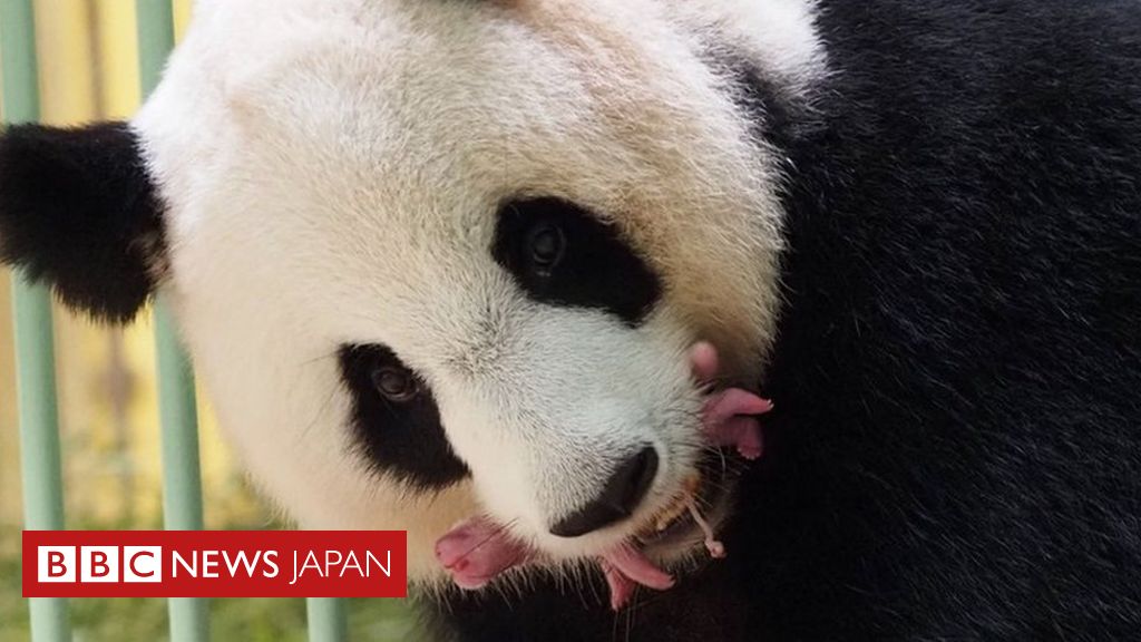 パンダの双子の赤ちゃん誕生 フランスの動物園 cニュース