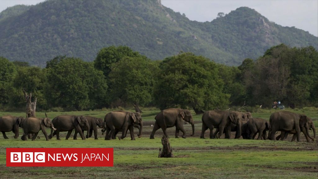 スリランカで「ゾウと人間の衝突」が深刻化。2023年には過去最多