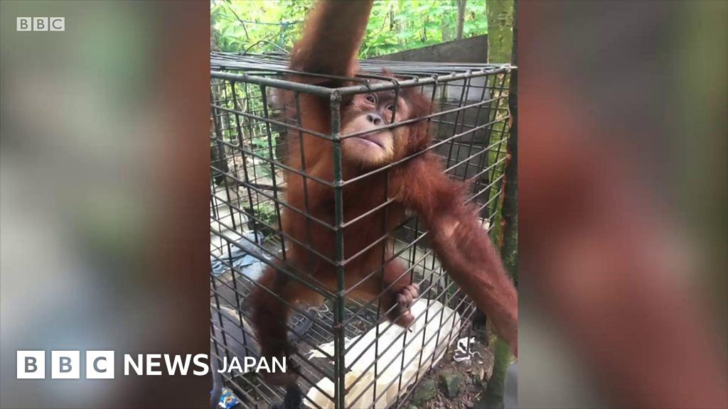 ペットとして飼われていたオランウータン 救出後も苦難が インドネシア cニュース