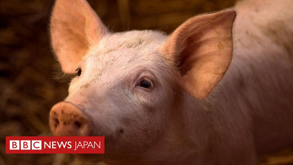 死後4時間たったブタの脳 一部再生に成功 米研究 Bbcニュース