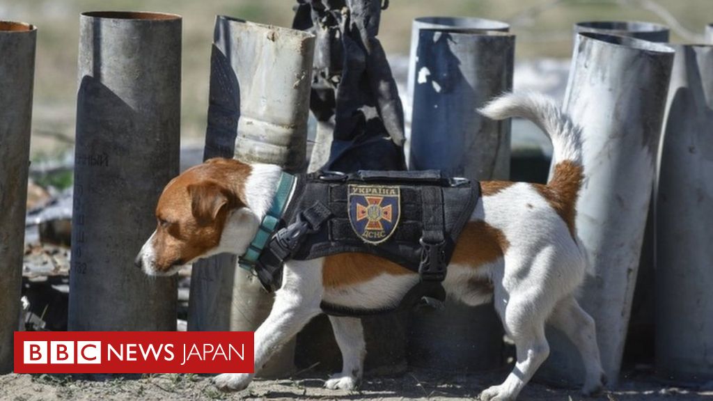 ウクライナで活躍の爆発物探知犬、大統領からメダル受賞 - BBCニュース