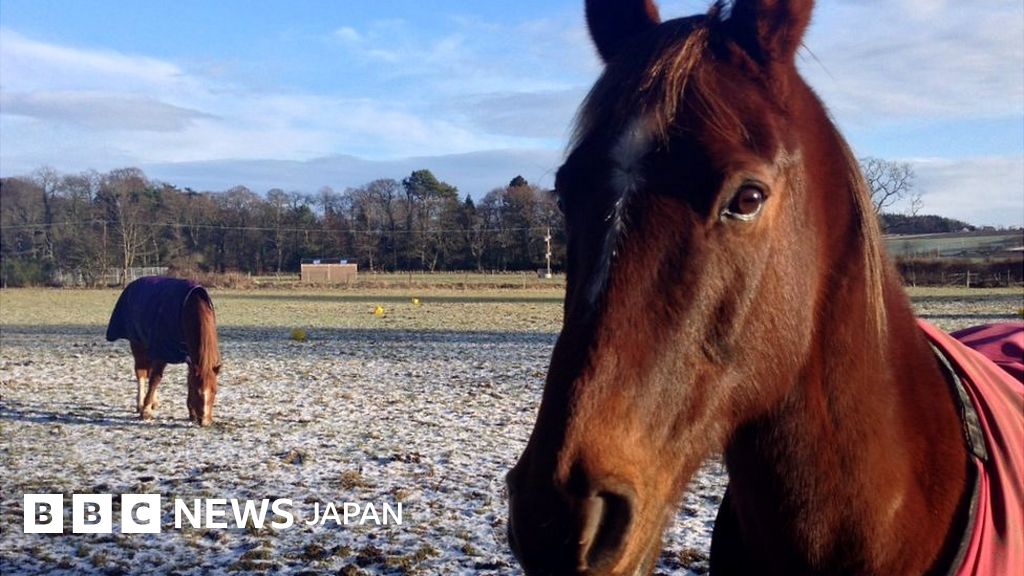 馬に関する 20 の興味深い事実