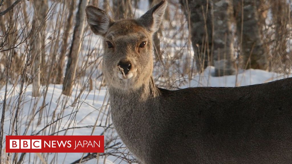 日本の列車 犬のほえる声でシカとの接触事故防止 cニュース