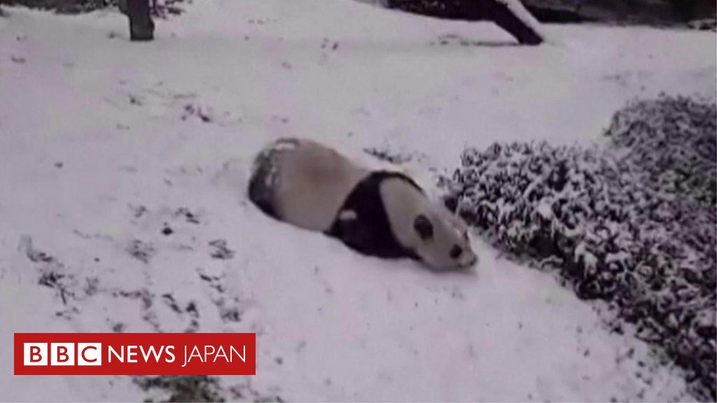 パンダが大の字でスライディング 2年ぶりの大雪に大はしゃぎ cニュース