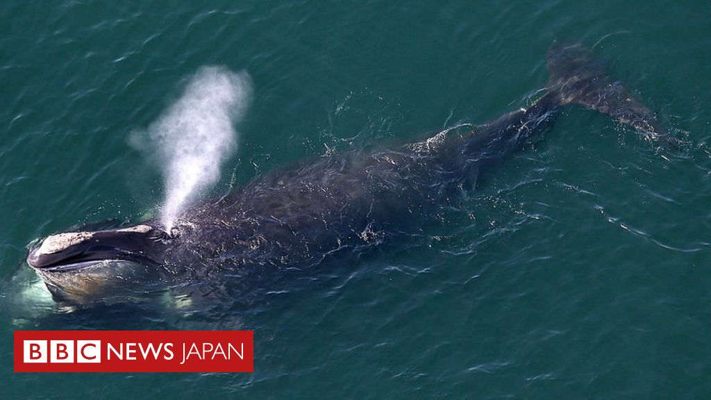 絶滅危惧種のクジラ 東海岸でベビーブーム アメリカ cニュース