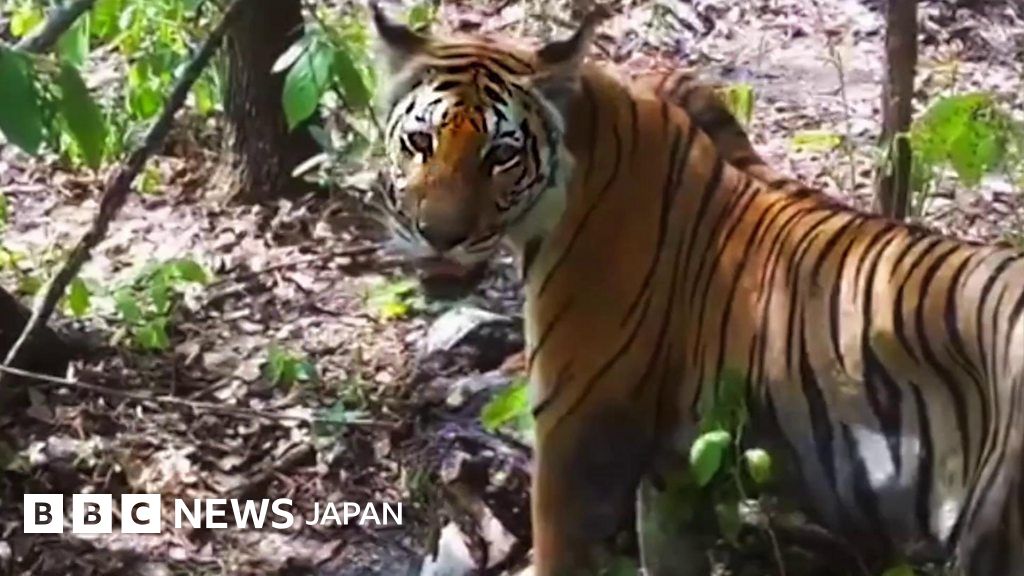 タイの保護区でトラが増加 隠しカメラで撮影 BBCニュース