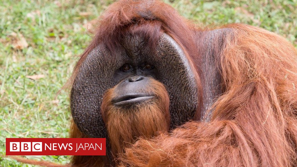 手話を駆使するオランウータン亡くなる 39歳 cニュース