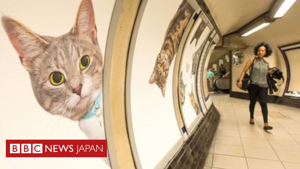 広告はすべて猫 ロンドンの地下鉄駅 cニュース