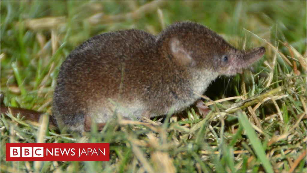 新種の 狼牙ヘニパウイルス 中国東部で35人が感染 動物由来か cニュース