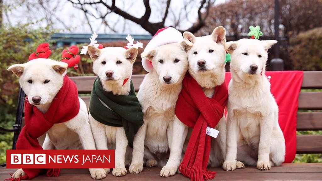 韓国大統領を罷免の朴氏 愛犬9匹は cニュース