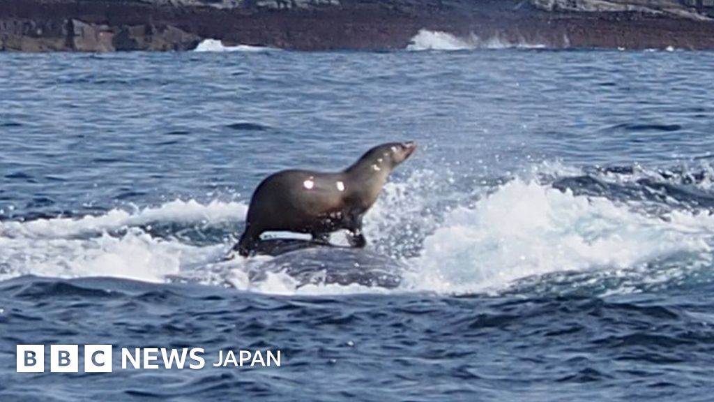 オットセイがザトウクジラの背に乗りサーフィン cニュース
