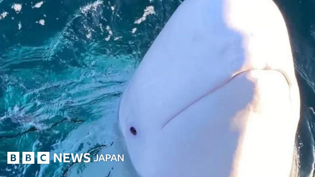 64ab5ec0-6c0a-11ef-b970-