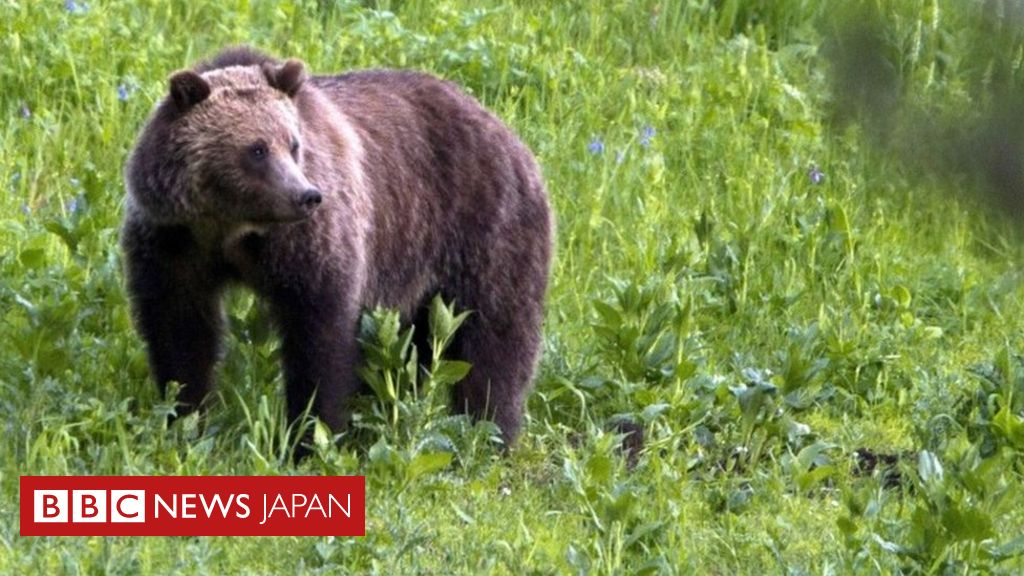 クマに襲われサイクリング男性死亡 米国立公園付近 cニュース