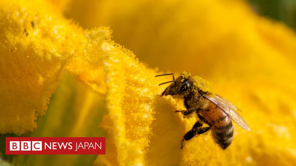 人類のせいで「動植物100万種が絶滅危機」＝国連主催会合 - BBCニュース