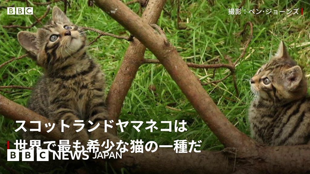 希望の星に 実質的に絶滅 したヤマネコの子猫2匹生まれる cニュース