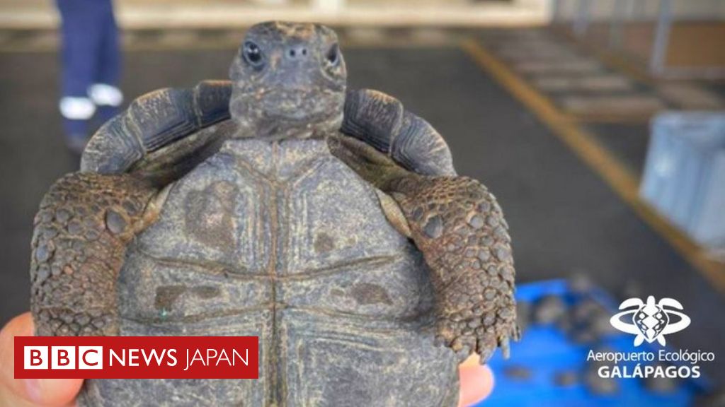 ラップに包まれスーツケースに 子ガメ185匹を押収 ガラパゴス諸島 cニュース