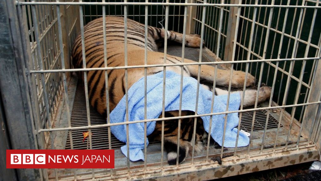 タイ トラ寺院 から保護の86頭が死亡 近親交配も原因か cニュース