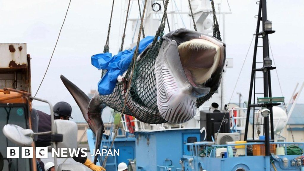 初捕獲のクジラ水揚げ、約30年ぶり商業捕鯨再開で 環境保護団体は非難