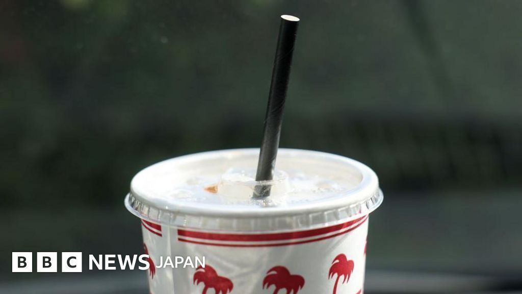 現地球】コミフォラモンストローサ 国内管理5年目 発根済み