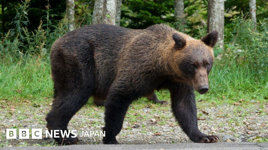 日本でクマ被害が急増、政府が対策強化へ - BBCニュース