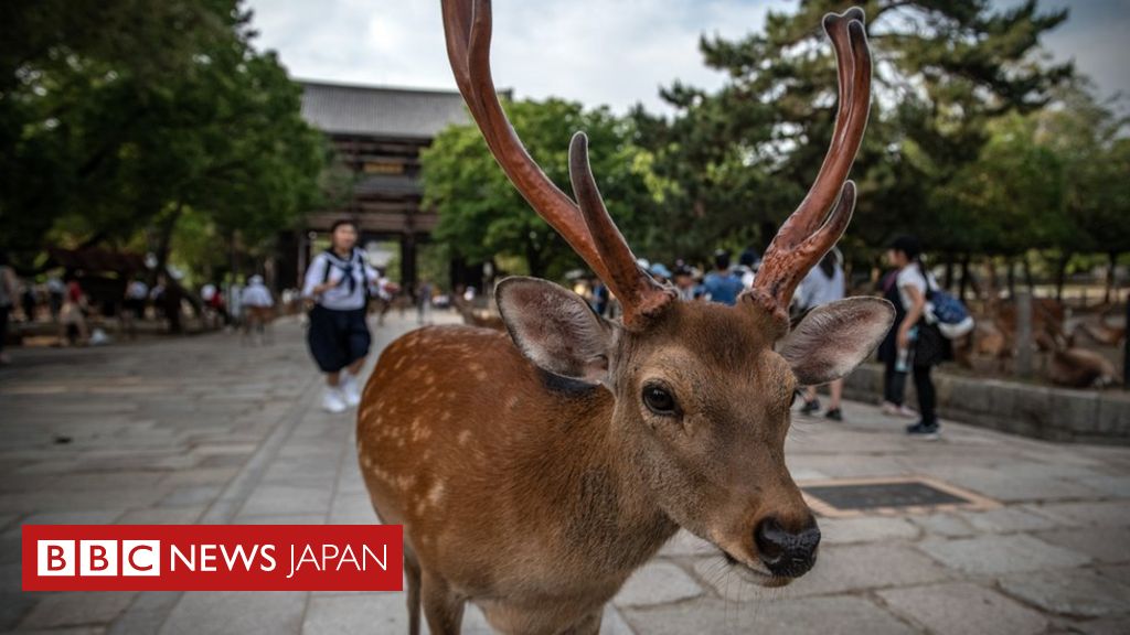 奈良のシカ レジ袋を食べて死亡 過去4カ月で9頭 Bbcニュース