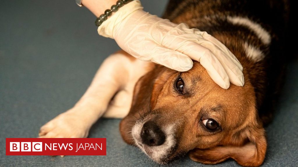 犬40匹が「原因不明の嘔吐や下痢」、死亡例も ノルウェー BBCニュース
