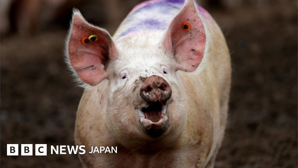 胴体なし、豚の脳だけ延命させる研究に倫理的論争 BBCニュース