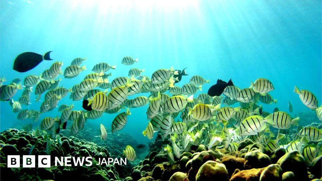 米ハワイ州、サンゴに有害な日焼け止め禁止へ