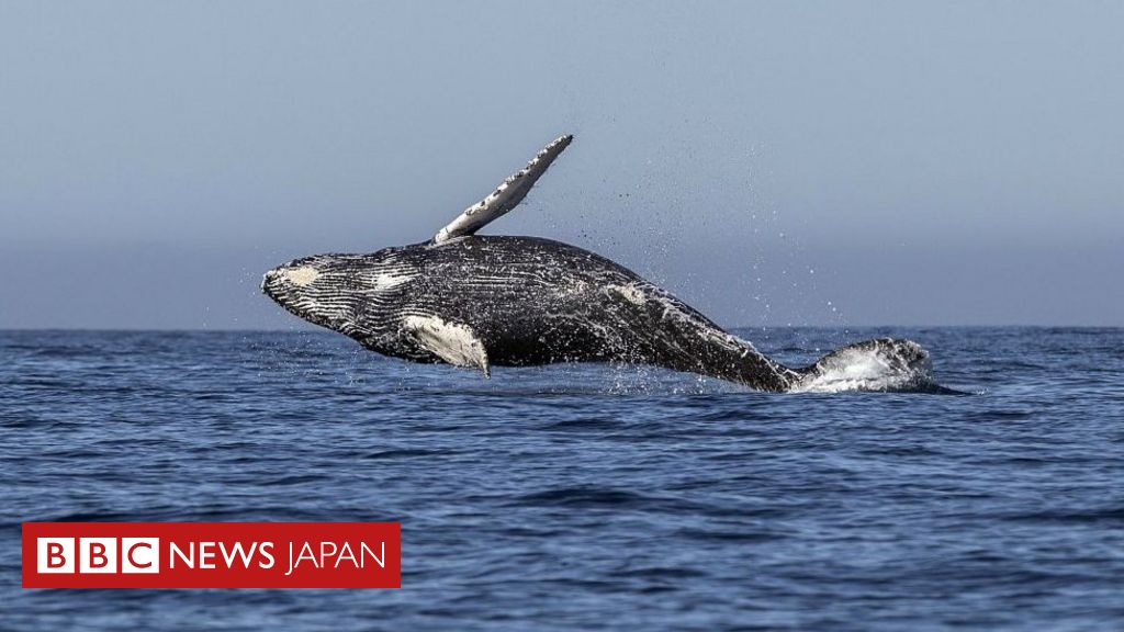 日本 商業捕鯨再開のためiwc脱退へ 日本報道 Bbcニュース