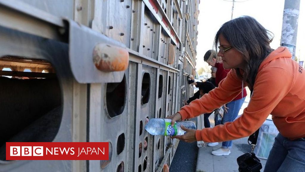 食肉処理される豚に水を与えた女性 無罪に カナダ Bbcニュース