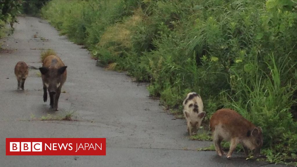 福島原発事故後 町を 乗っ取った イノシシを調査 家畜のブタと交配 cニュース