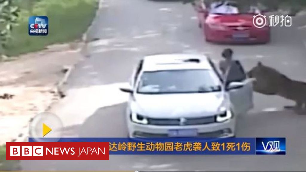 車を降りた女性をトラが殺害 北京のサファリパーク Bbcニュース