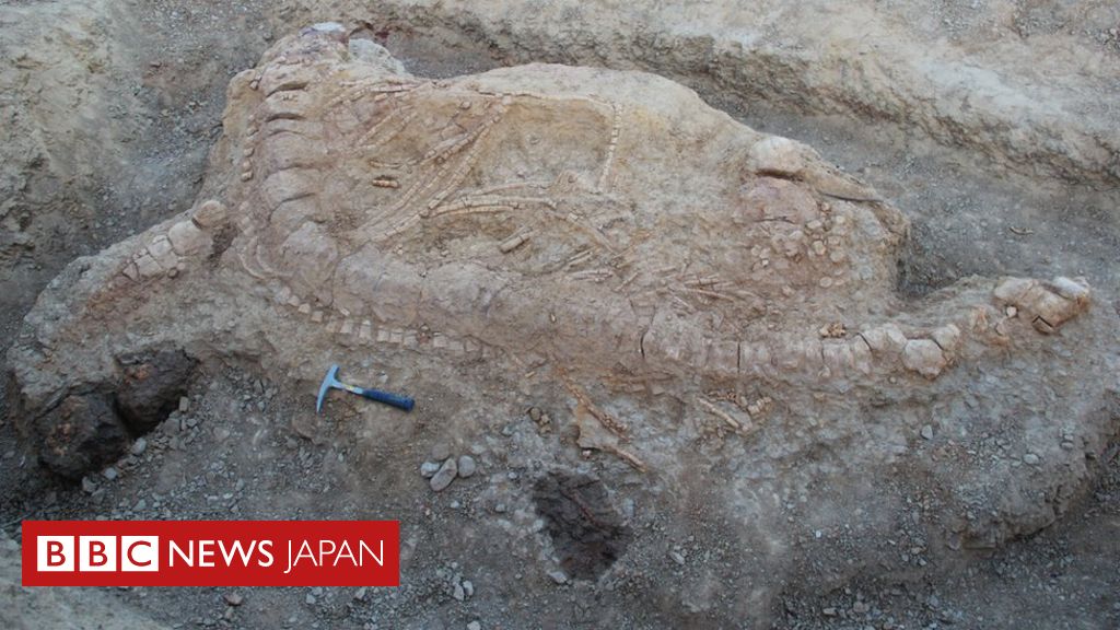 1億5200万年前の魚竜化石を発掘 インドで初めて - BBCニュース