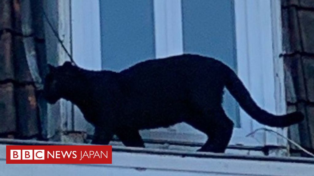 黒猫 ではなくクロヒョウが住宅街の屋根をウロウロ フランス cニュース