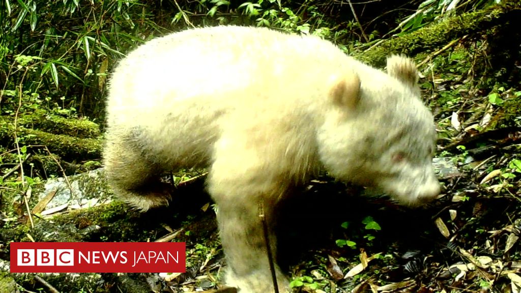 全身真っ白なアルビノのパンダ 中国で見つかる cニュース