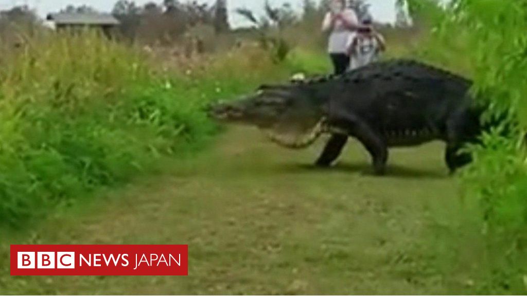 米フロリダで巨大ワニがのっそりゆったり cニュース