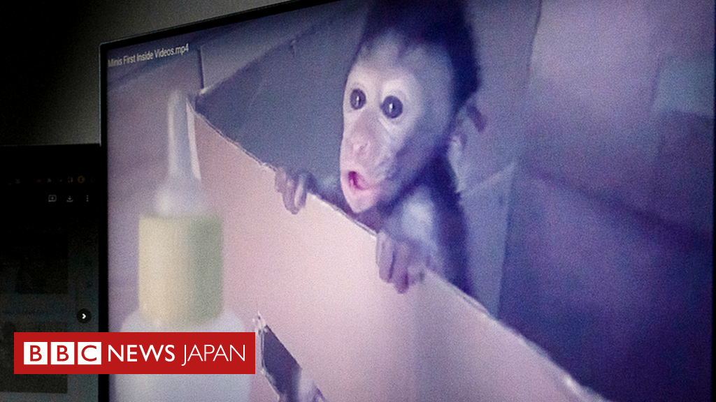 サルに残虐行為、映像を売買 BBC調査で国際ネットワークが判明 - BBC