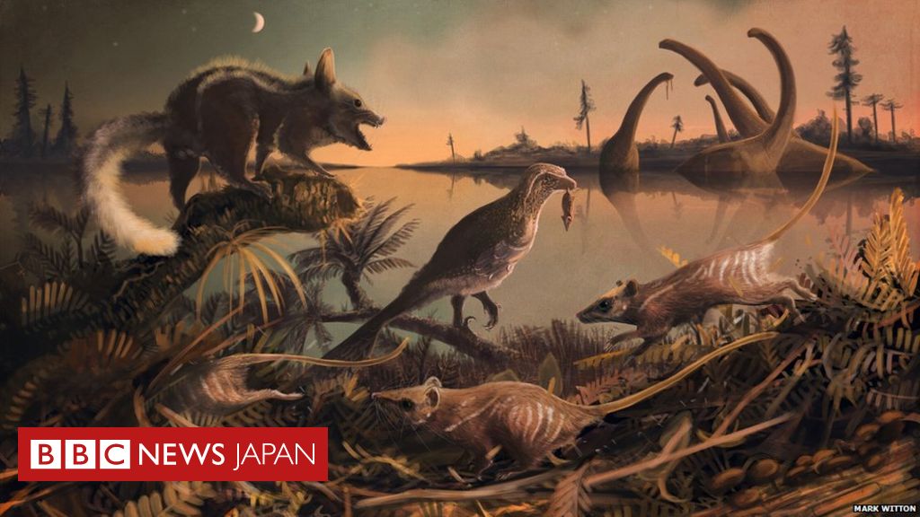 哺乳類の最も古い祖先 の化石 英南西部ドーセット州で発掘 Bbcニュース