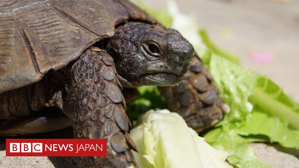 ゴミにまぎれて回収されてしまった90歳カメの冒険 cニュース