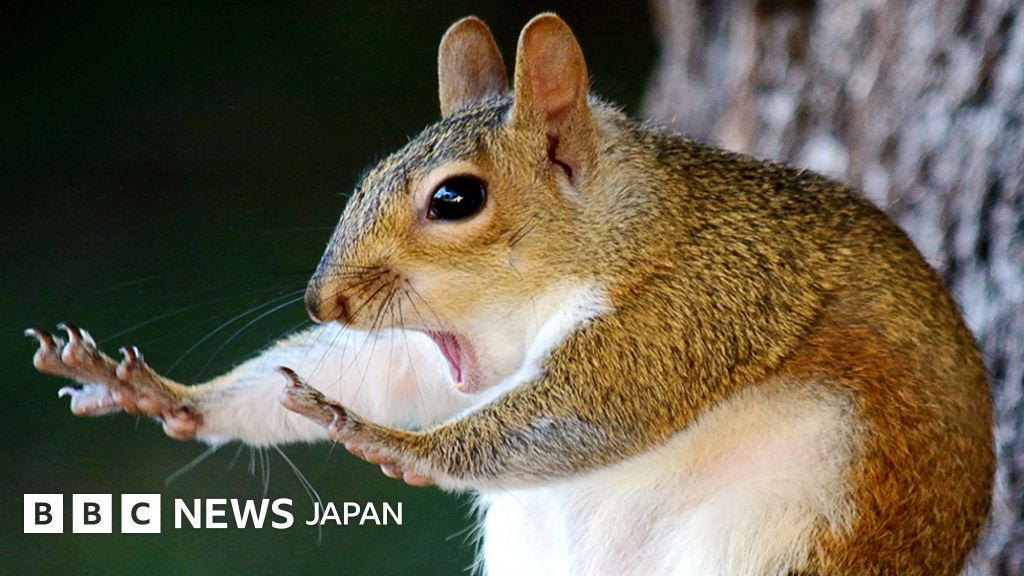写真で見る コメディー野生動物写真賞 18年の受賞作品 cニュース