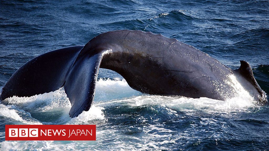 Amazon.co.jp: クジラとアメリカ: アメリカ捕鯨全史 : エリック