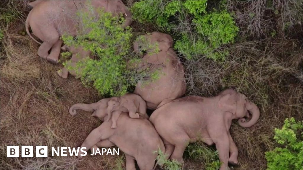 中国で北上のゾウの群れ そろって昼寝 帰路についたか cニュース