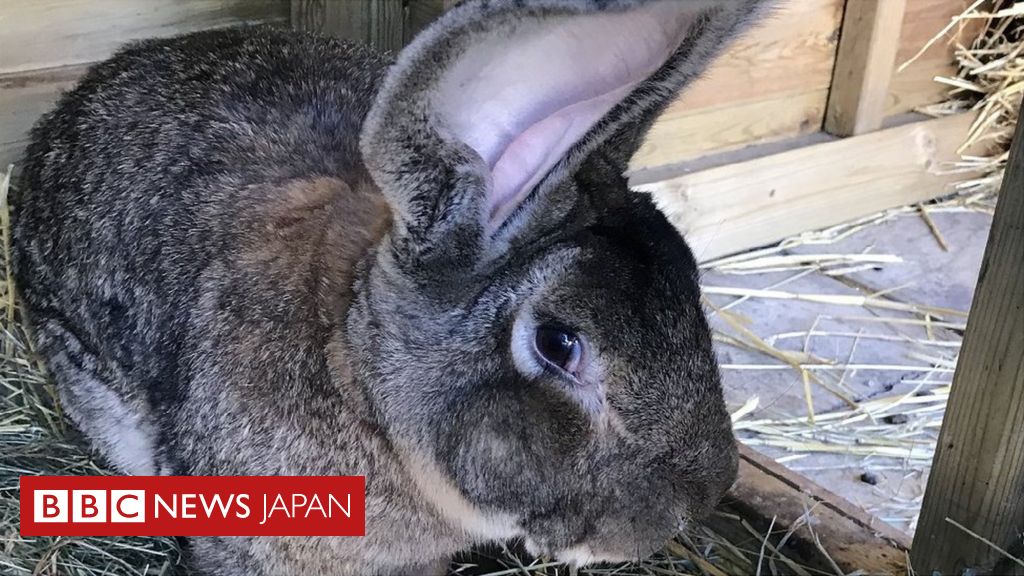世界一大きなウサギ 盗まれ 飼い主が15万円の報奨金 イギリス cニュース
